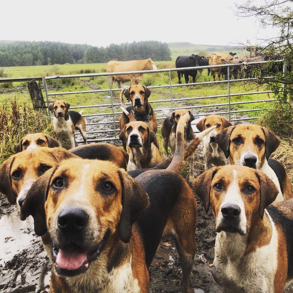 lurcherwork's tweet photo. #hounds #workingdogs #huntingdogs #sportingdogs #hunting #huntingwithdogs #hounds #houndsmen #huntwithhounds #scenthounds #canineathletes #houndsman #foxhunting #fitforhunting #huntingfitness #foxhunting #foxcontrol #drivenfox #drivenshootingscotland #foxhuntingscotland https://t.co/0pTPjLMDUz