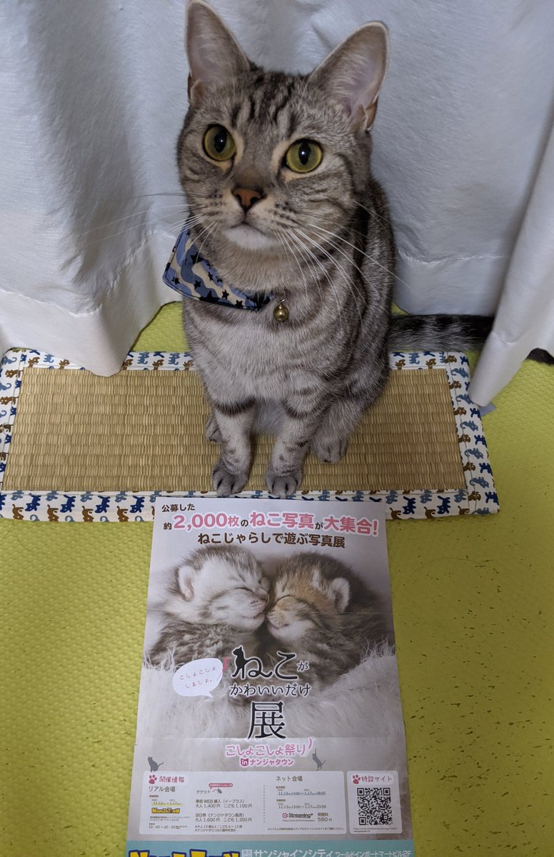 ろく ねこがかわいいだけ展でウチの凶暴な猫を展示いただけるみたいです 凶暴なのは写真ではバレないよね ねこ 猫 アメリカンショートヘアー アメショー アメショ 猫好きさんと繋がりたい 猫のいる暮らし ねこがかわいいだけ展 T Co