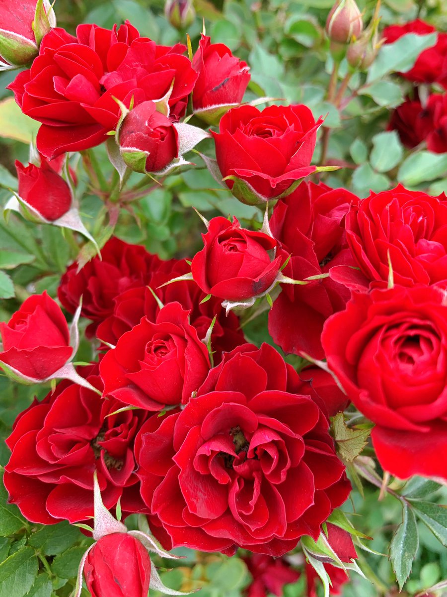 菅野文 薔薇王の葬列 アニメ化 15巻発売 薔薇たち2 菅野文 薔薇王の葬列 アニメ化 15巻発売 薔薇たち2
