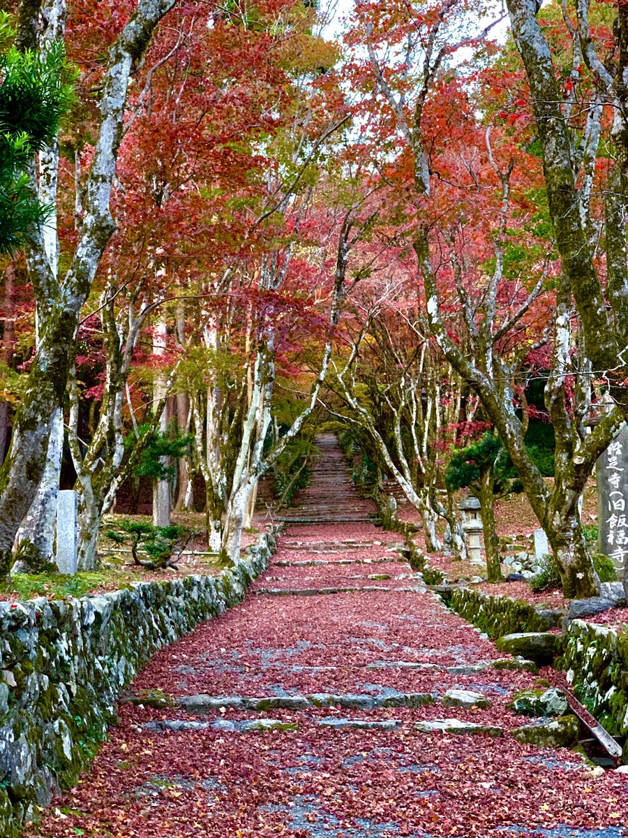 池内 On Twitter トプ画にどれ使おうか 新しい写真のネタがないから前のだけど 壁紙 Iphone壁紙 Iphone待ち受け 待ち受け画像 夜空 星空 夜景 紅葉 秋 鶏足寺 糺ノ森 下鴨神社 チームラボ