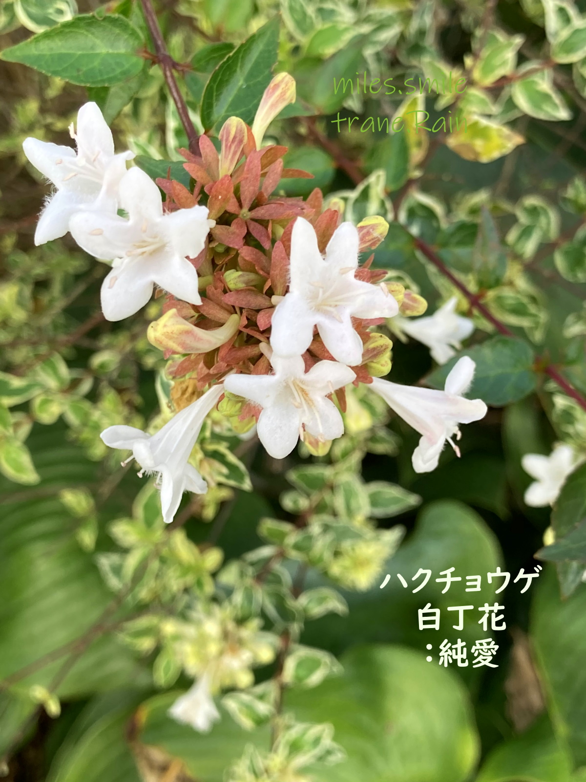 Miles スマイル 事情により休止 Ar Twitter あさのいろ おはよう ハクチョウゲ 白丁花 純愛 アカネ科ハクチョウゲ属 中国 台湾 インドシナ原産 常緑低木 低生垣 庭木 強い刈り込みに耐える 別名パンティシ 満天星 花期5 7月 丁字型の白花で名に 西日本の
