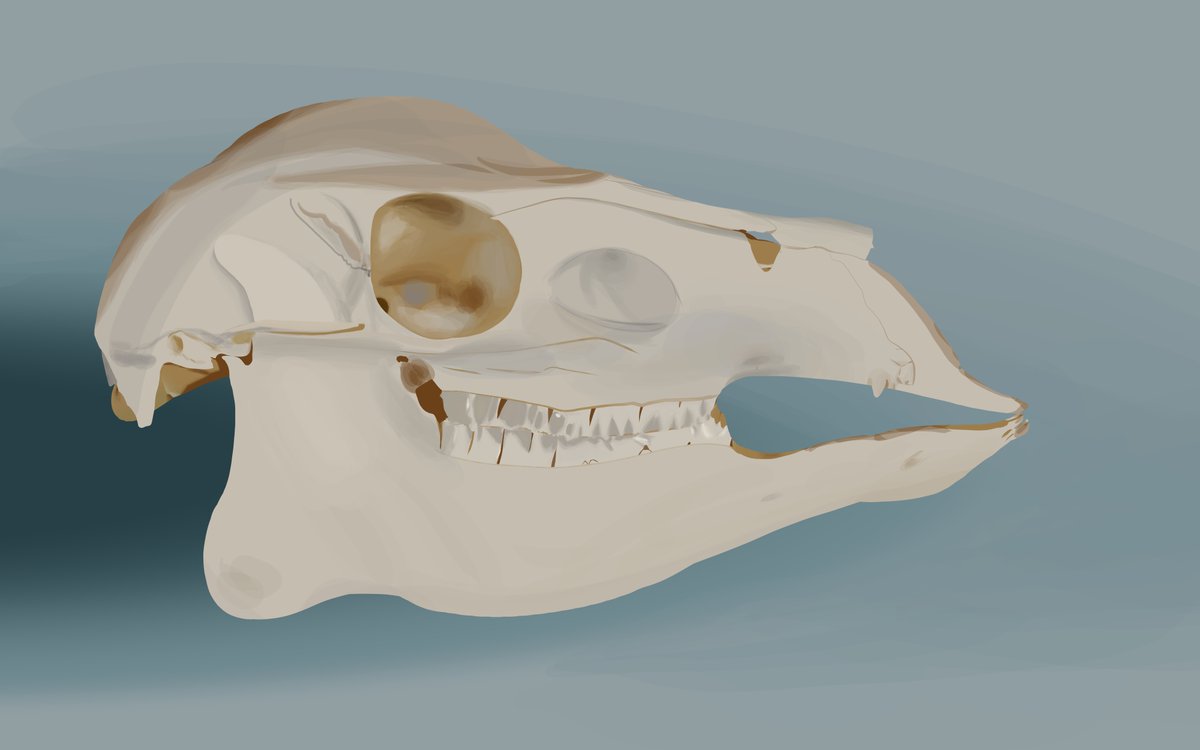 OctopusStraps's tweet image. 30th Inktober drawing, a muntjack deer skull.  All of the still life renders I've done never feel anywhere near finished, but this one looks sort of like the reference in the preview thumbnail, so... improvement? #inktober #digitalart