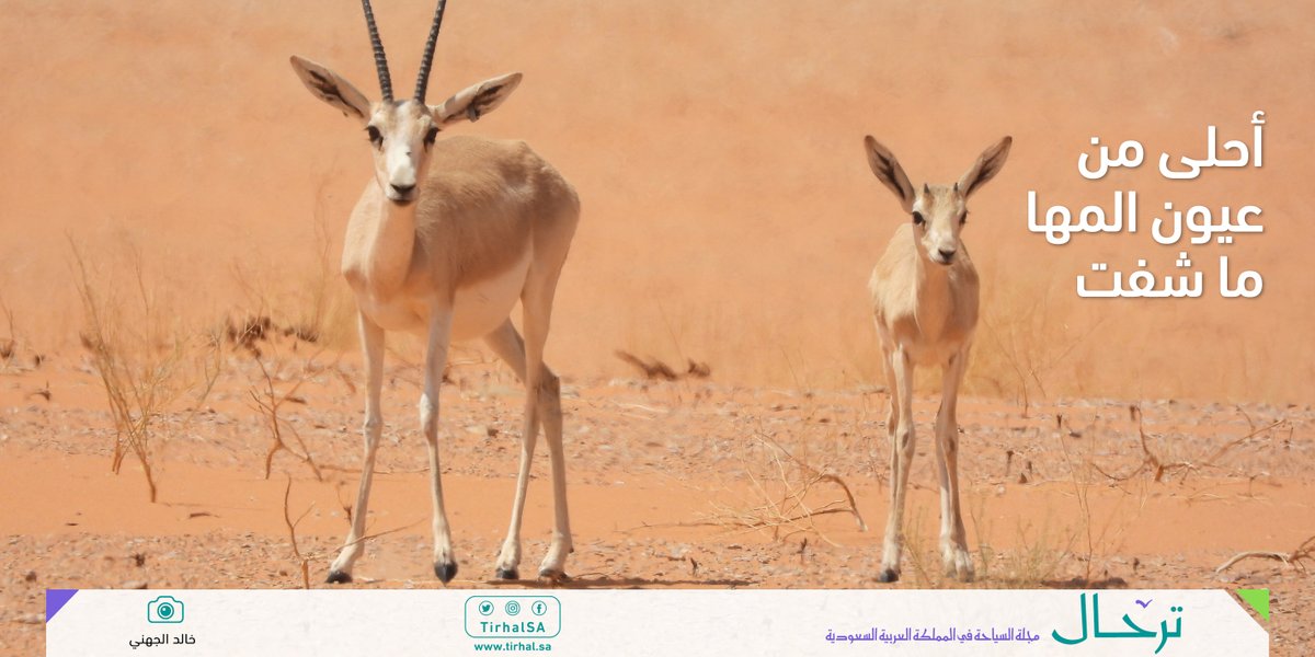 بين كثبان رمال الصحراء يعيش المها العربي رفقة ظباء الريم ووعول الجبال في محمية عروق بني المعارض 
tirhal.sa/Subjects/Pages…

تصوير: خالد الجهني

#مجلة_ترحال