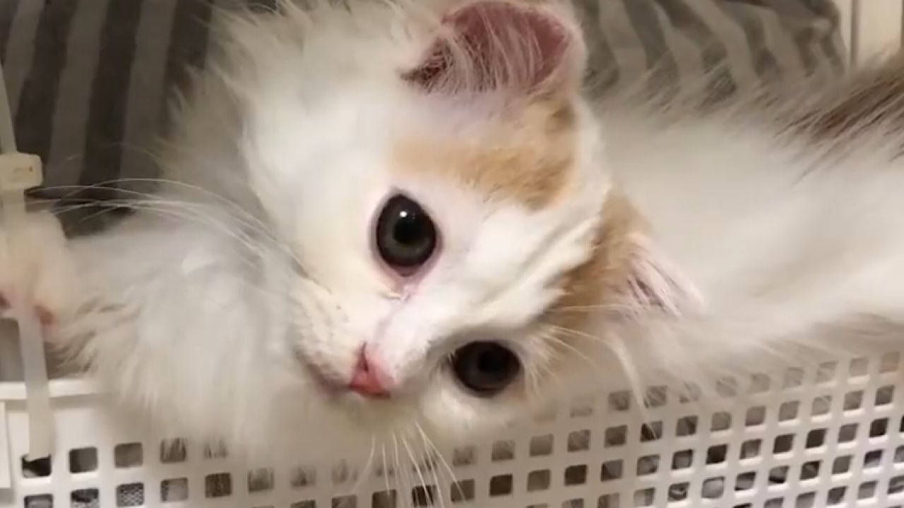 子猫のフム キャム マンチカン スコティッシュフォールド Fumu Garoe Twitter