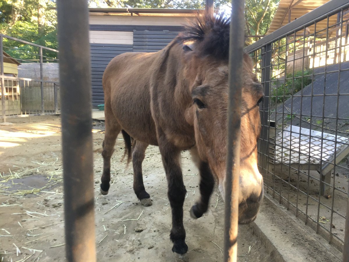 Zooライダー 市原ロバ ラバ入門 2 写真は立場が弱い順にイメルダ 唯一のロバ ピッピ トカ マキバ 体の小さなイメルダとピッピはおやつ争奪戦でとても不利 気の強いトカに追い払われた挙句たまに蹴られることも ロバ ラバ 市原ぞうの