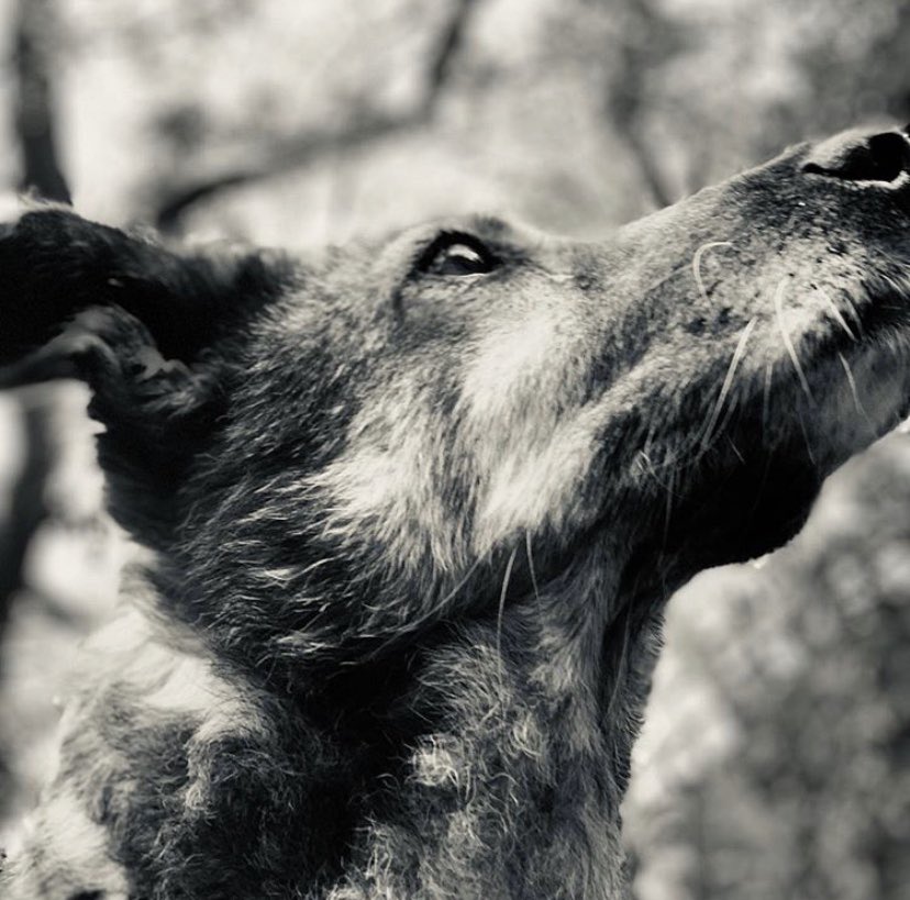 Judy Goldberg tweet media