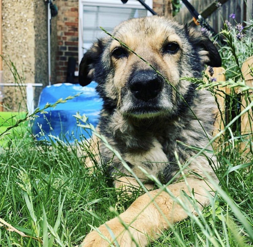 Judy Goldberg tweet media