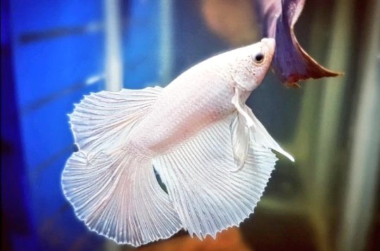 A Thread ~  #VivianDsena X 