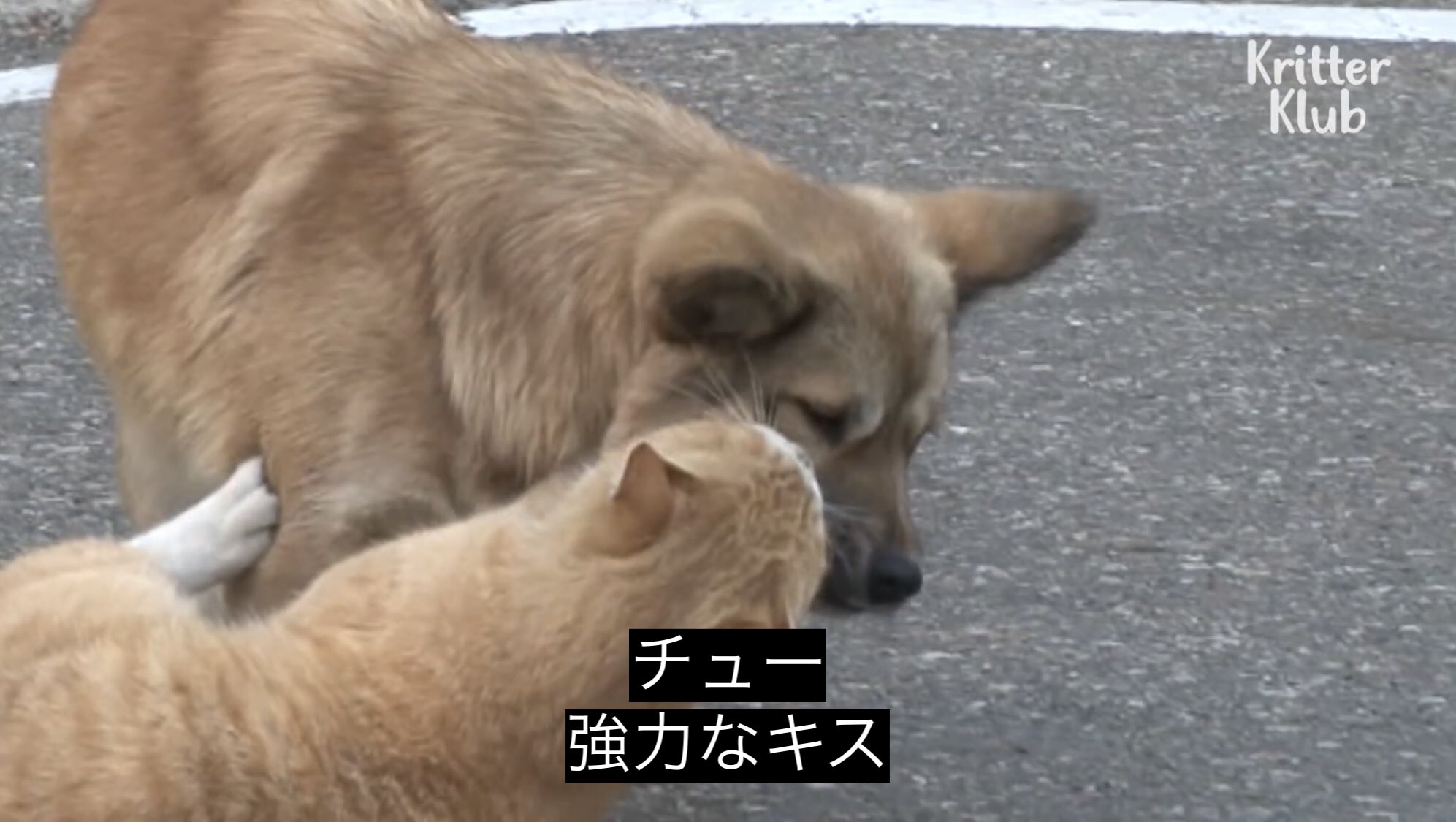 どうぶつ動画字幕bot チュー 強力なキス どうぶつ動画字幕bot チュー 強力なキス
