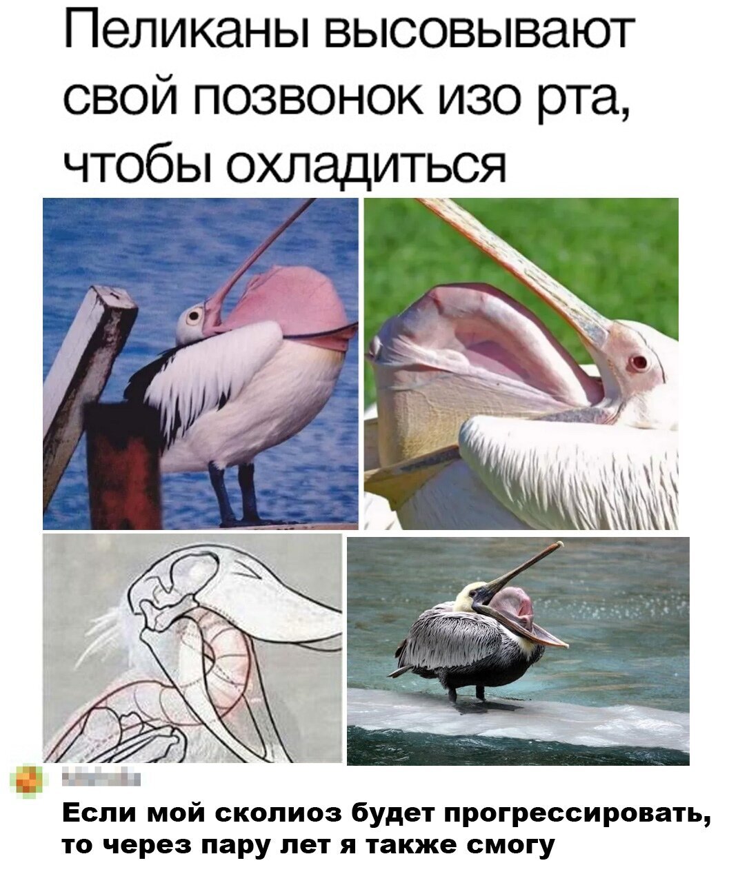 Пеликаны высовывают позвоночник изо рта