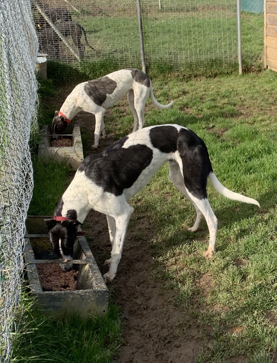 rachywheeler's tweet photo. Droopys Sydney x high at Jesse saplings 9 months old https://t.co/BI5BHDqeVj