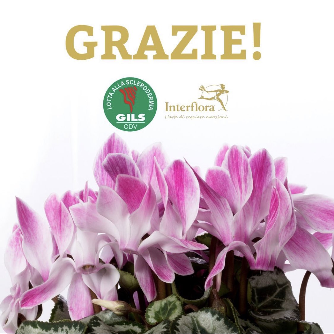 Grazie di cuore a tutte le persone che, attraverso l’acquisto di un ciclamino, ci hanno sostenuto per la lotta alla ricerca scientifica contro la sclerodermia, promosso dall’associazione  <a href="/GILS_ODV/">GILS</a> 🌸❤️

#interflora #gils #ciclamini #ricerca #sclerodermia