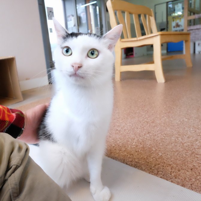 Cat Cafe Wish Catcafewish Twitter