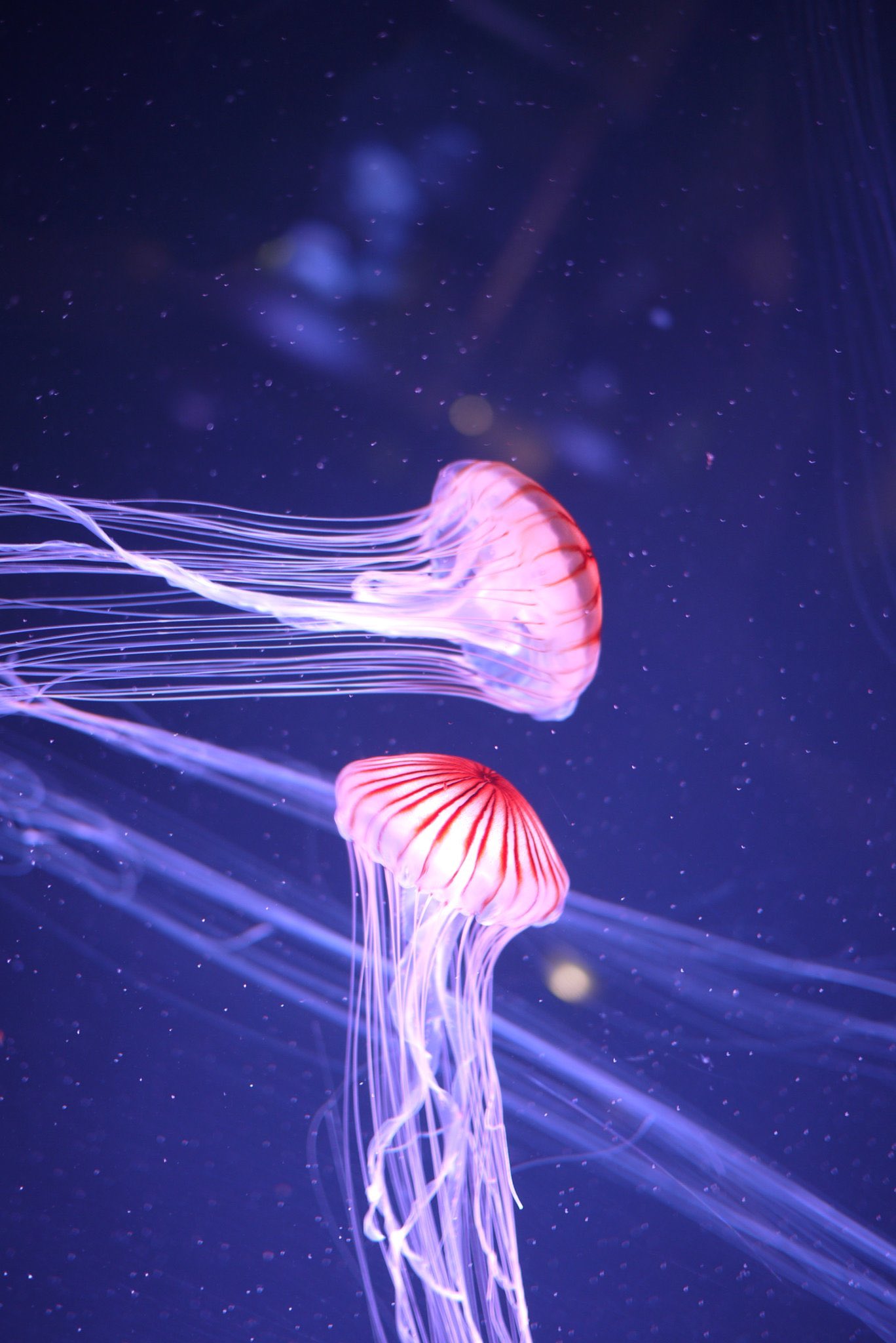 Twitter 上的 えび ゴースカ薔薇サム行きたかった Tkgtknyoronyoro ありがとうございます はいっ四国水族館で撮りました あっこっちの写真の方載せればよかった さっきのは携帯でこっちはデジイチです 綺麗なクラゲですよね そうなんですね 確かにニモの Twitter 上的 えび ゴースカ薔薇サム行きたかった Tkgtknyoronyoro ありがとうございます はいっ四国水族館で撮りました あっこっちの写真の方載せればよかった さっきのは携帯でこっちはデジイチです 綺麗なクラゲですよね そうなんですね 確かにニモの