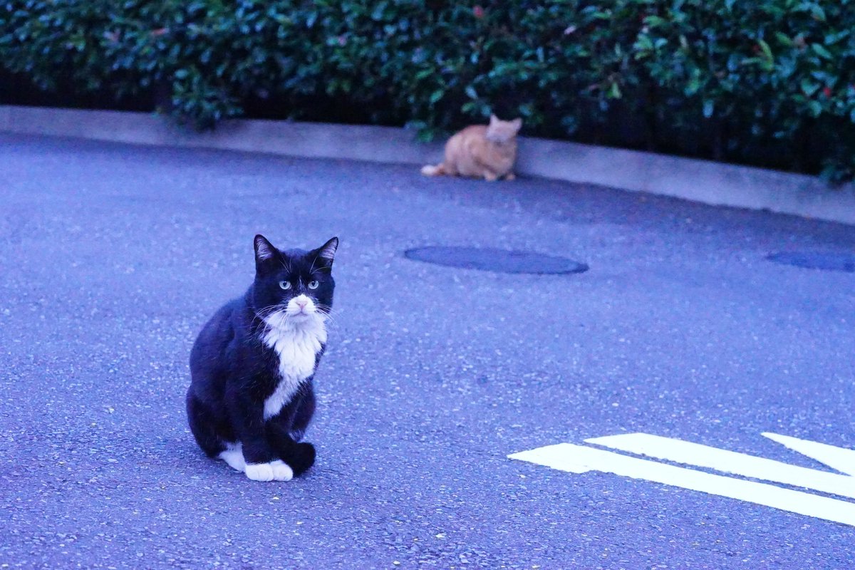 のぶキャット 5lwyadnps1rswn2 Twitter