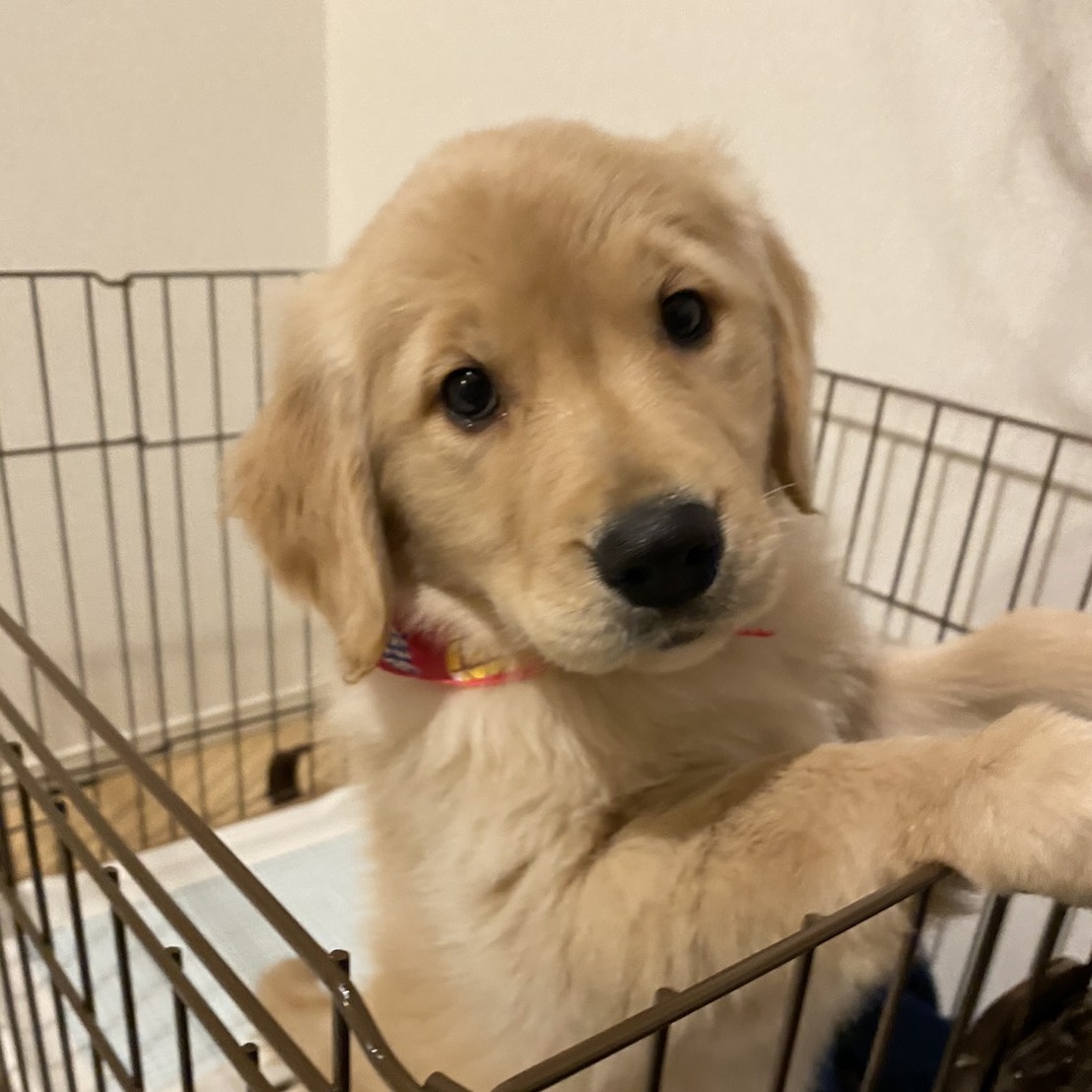 わが家のuruちゃん Enku0109 Twitter