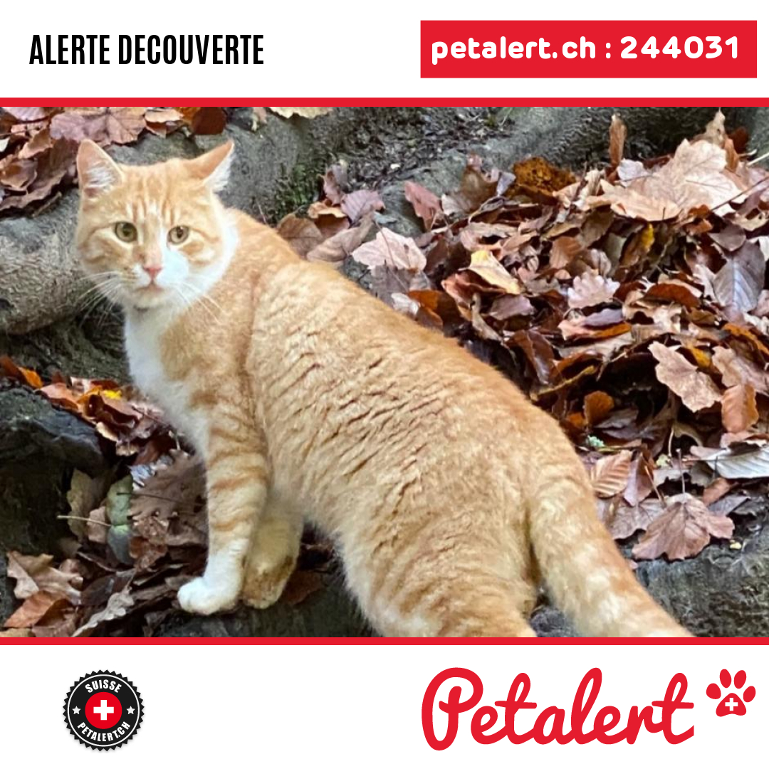 petalert_suisse's tweet image. Trouvé #Chat #Neuchatel #Boudry #Petalert  #PetAlertNE / p3t.co/wwGAa
