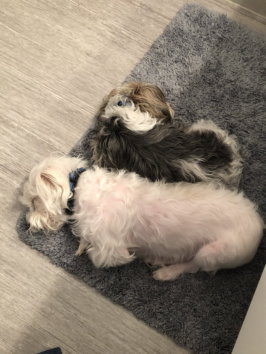 BreathCFStrong's tweet photo. Goodmorning, had a blast last night and even my dogs are still worn out. Hard life for them haha #cysticfibrosis #serviceanimal #ServiceDog #diabeticalert #respiratoryalert #doggos #SundayMorning #sundayvibes #sleepy #lazyday https://t.co/hcuKStHQvj