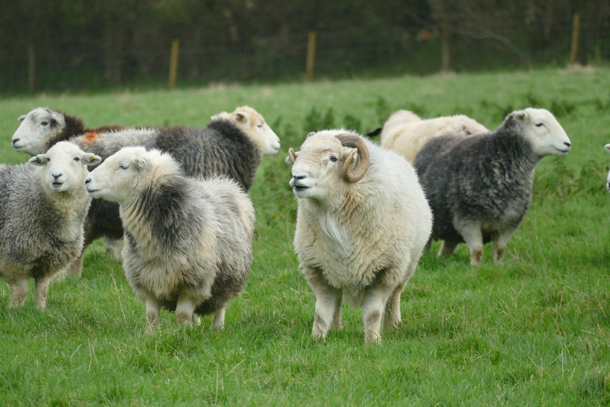 SouthYeoFarm's tweet photo. And because he's so handsome, here's some of the Herdies again. See that top lip start to curl. #FlehmenResponse https://t.co/1fD0p7JUmn