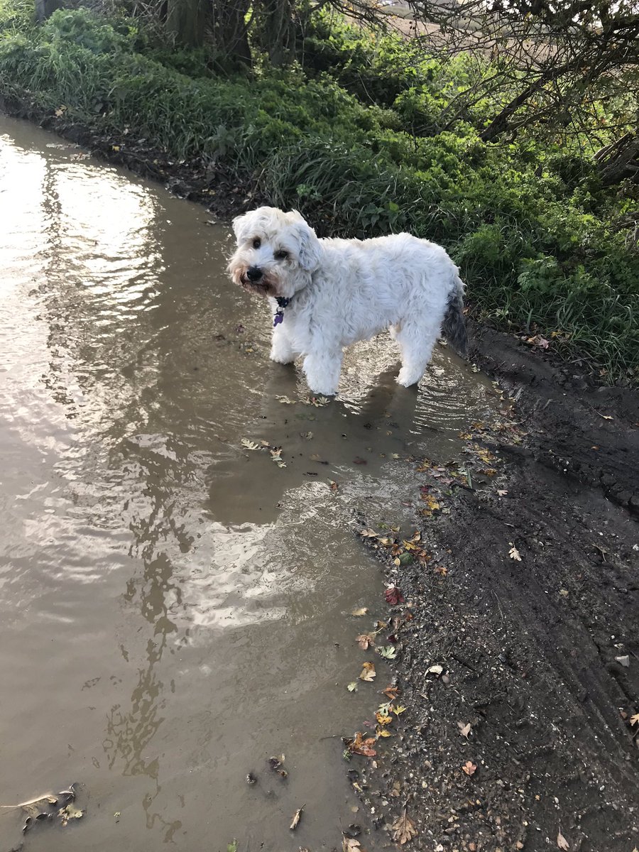tobygoodboi's tweet photo. I’m back and better than ever #dogsoftwitter #UKLockdown2 https://t.co/0q70FnWxT4