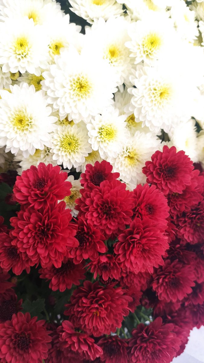 IWantToDevelop's tweet image. Kwiaty kupione i zaniesione pod pobliski pomnik AK - czynny całą dobę ;)
#KupPanChryzanteme