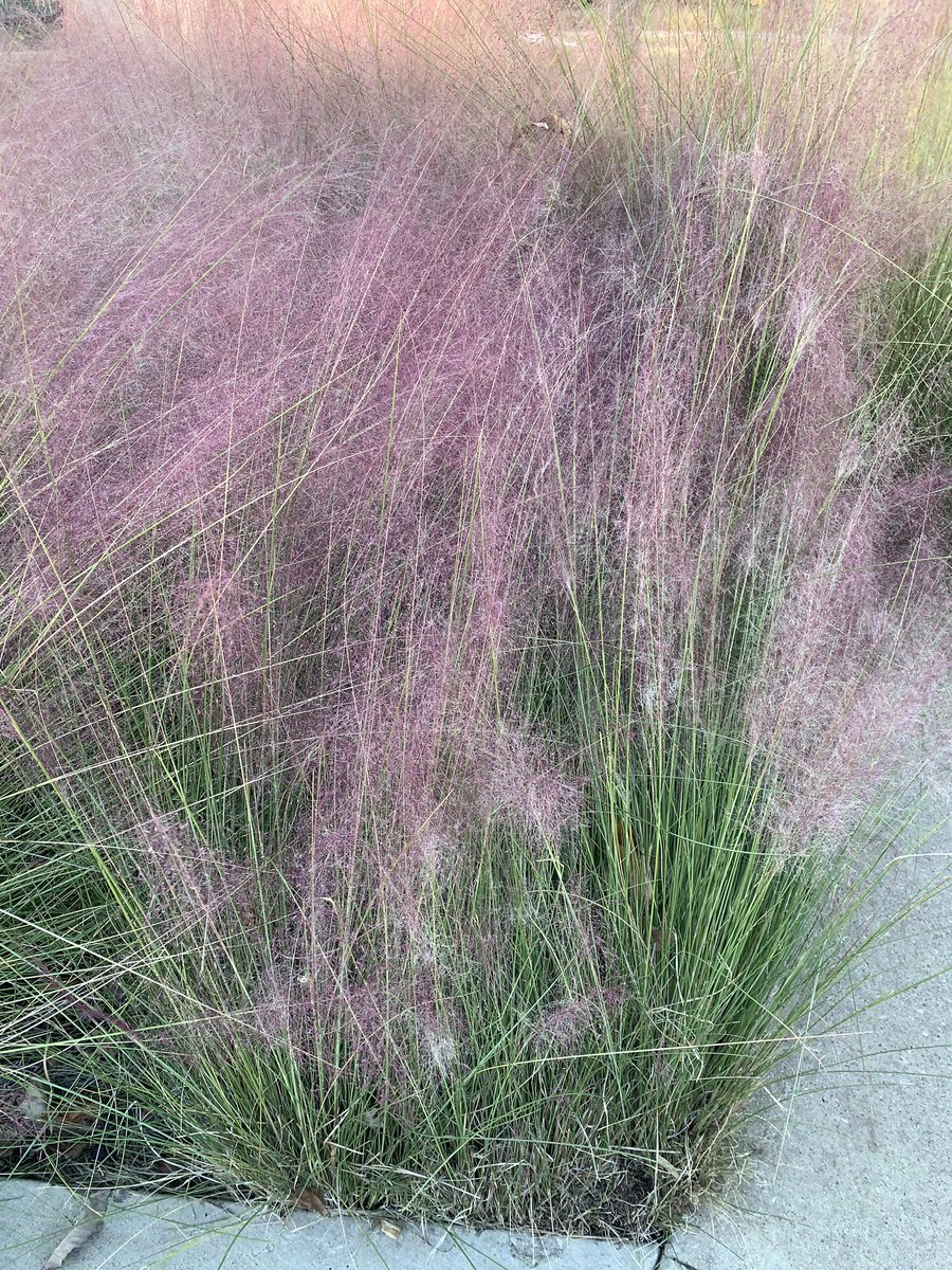 LeeC2008's tweet image. When you just stop and find beauty in your surroundings! And... it is an added bonus that they are a beautiful pink and green! #AKASilverStar #Fall95