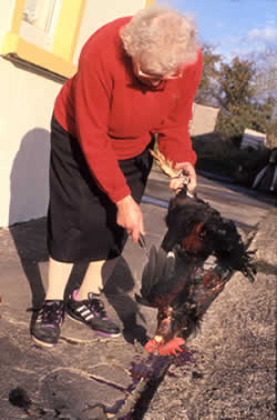 Now until very recently, in Ireland, the practice in many places was to kill a cockerel on "Ould Halloweve" night, the night prior to St. Martin ’s feast day on the 11th of November.