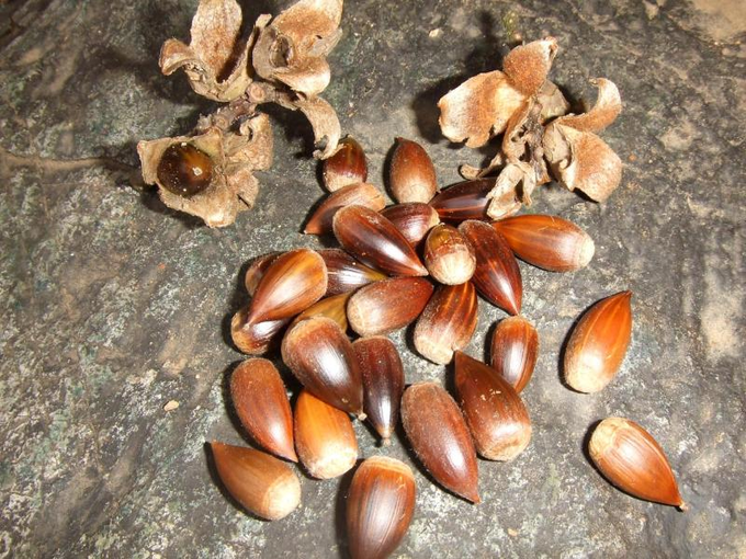 椎の実のtwitterイラスト検索結果