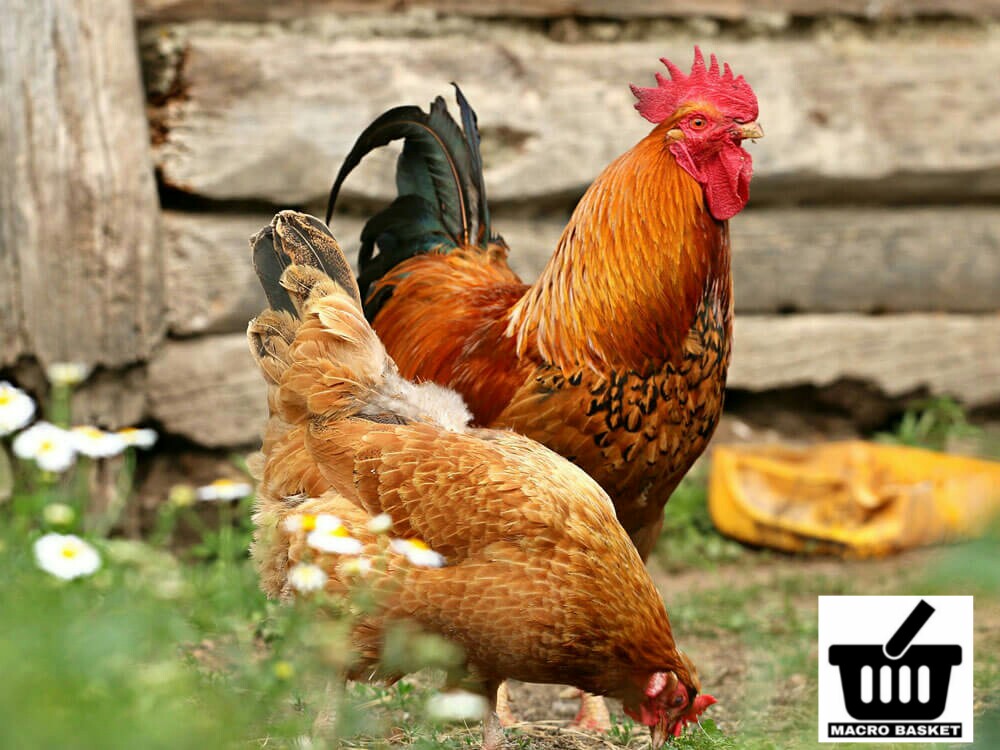 VegetableBasket's tweet photo. Buy #Roadrunner_chickens, #turkeys, #Guinea_fowls Grains and fresh vegetables on our website. We deliver to your doorsteps #Harare #Zimbabwe #redmarketsunday @redmarketsunday @iMisred 
Place your order now https://t.co/mLUvZgqhXZ https://t.co/IBUCF0eEES