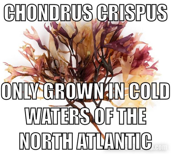 ElectricHerbs's tweet photo. #ChondrusCrispus #IrishMoss #IrishSeaMoss #SeaMossGel #92Minerals https://t.co/RgXIOcku5A