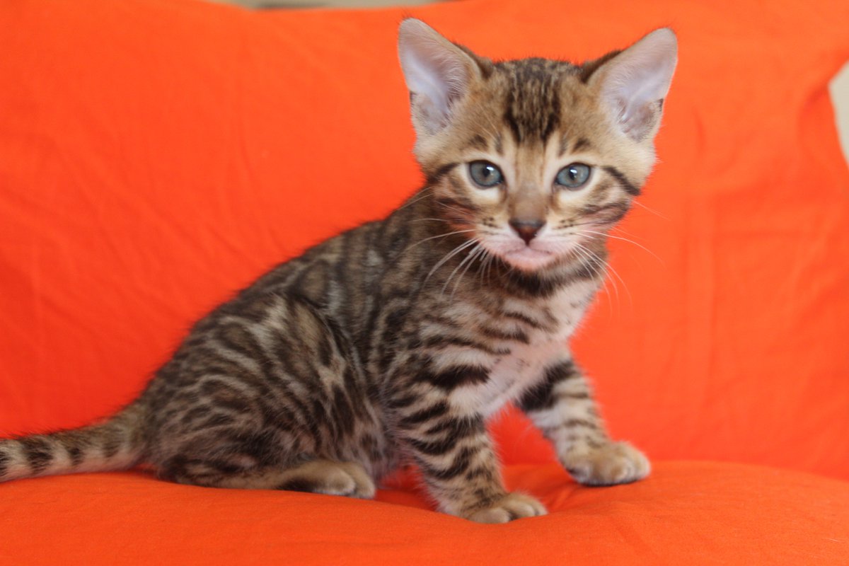 My little boy will go to Ohio for breeding