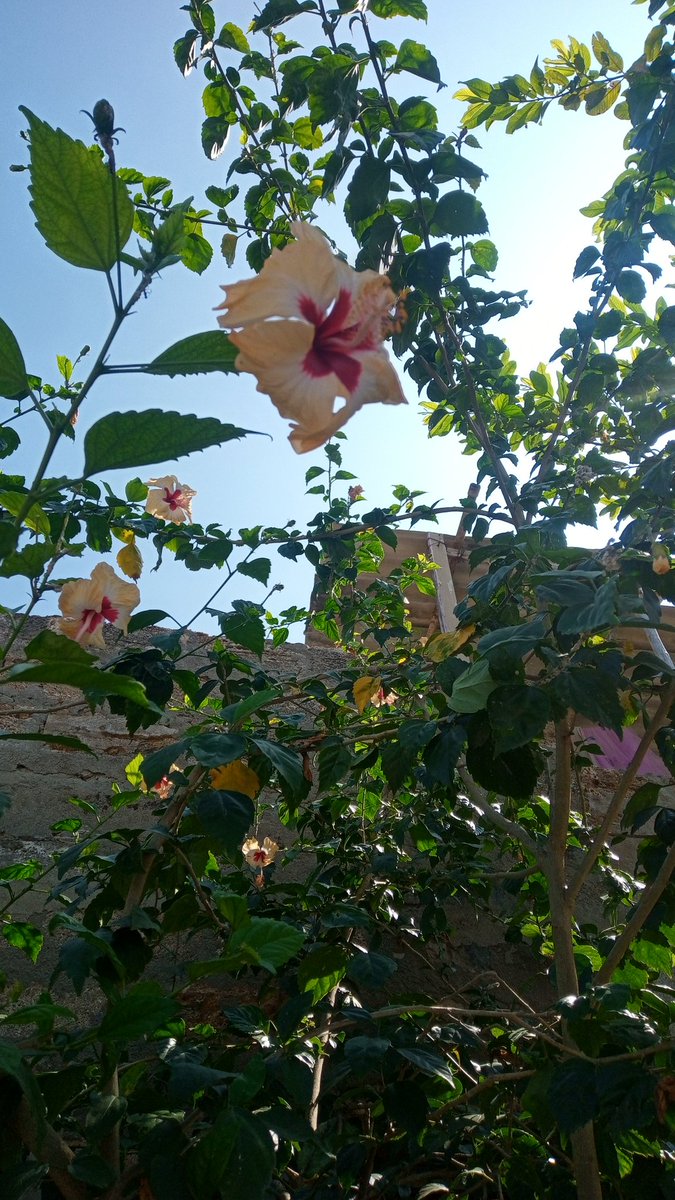 Kunal6842's tweet photo. Hibiscus flower in my garden.
#SundayMorning https://t.co/8TTwQmu0br