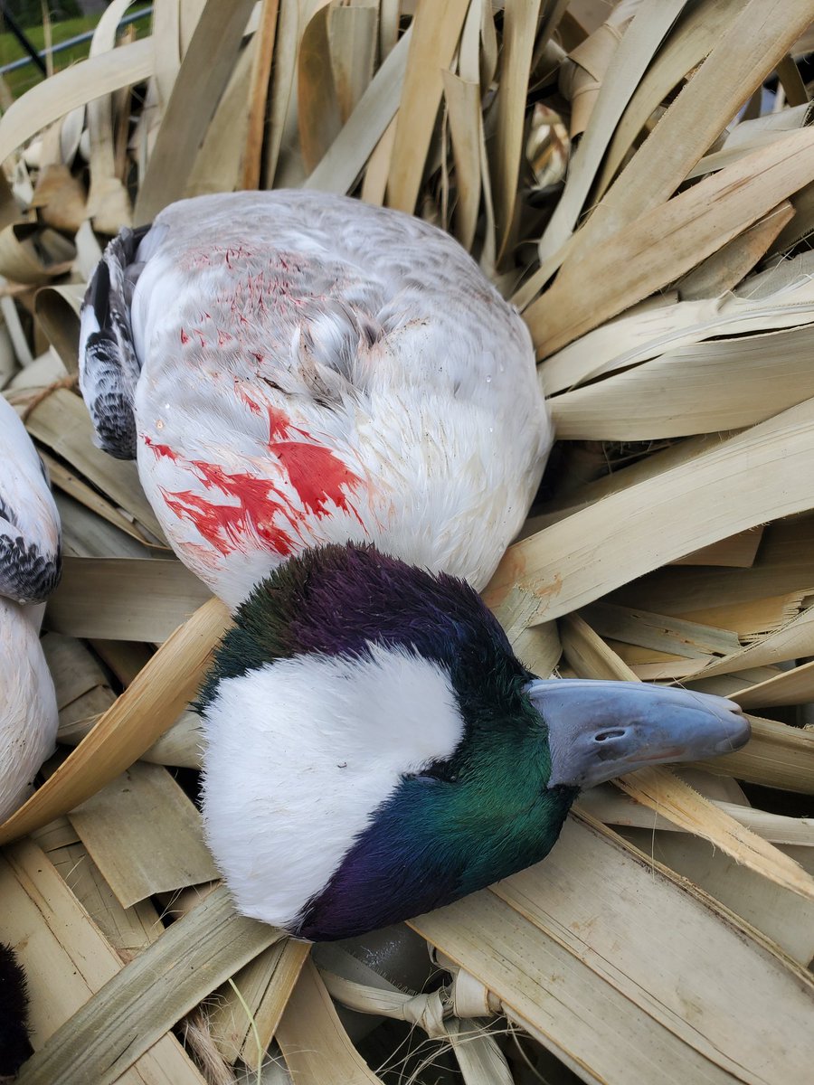 Drake headed for the wall 

#drakebufflehead #bufflehead #duck #duckhunting #waterfowl #duckblind #waterfowlhunting #diverducks #duckboat #takeem