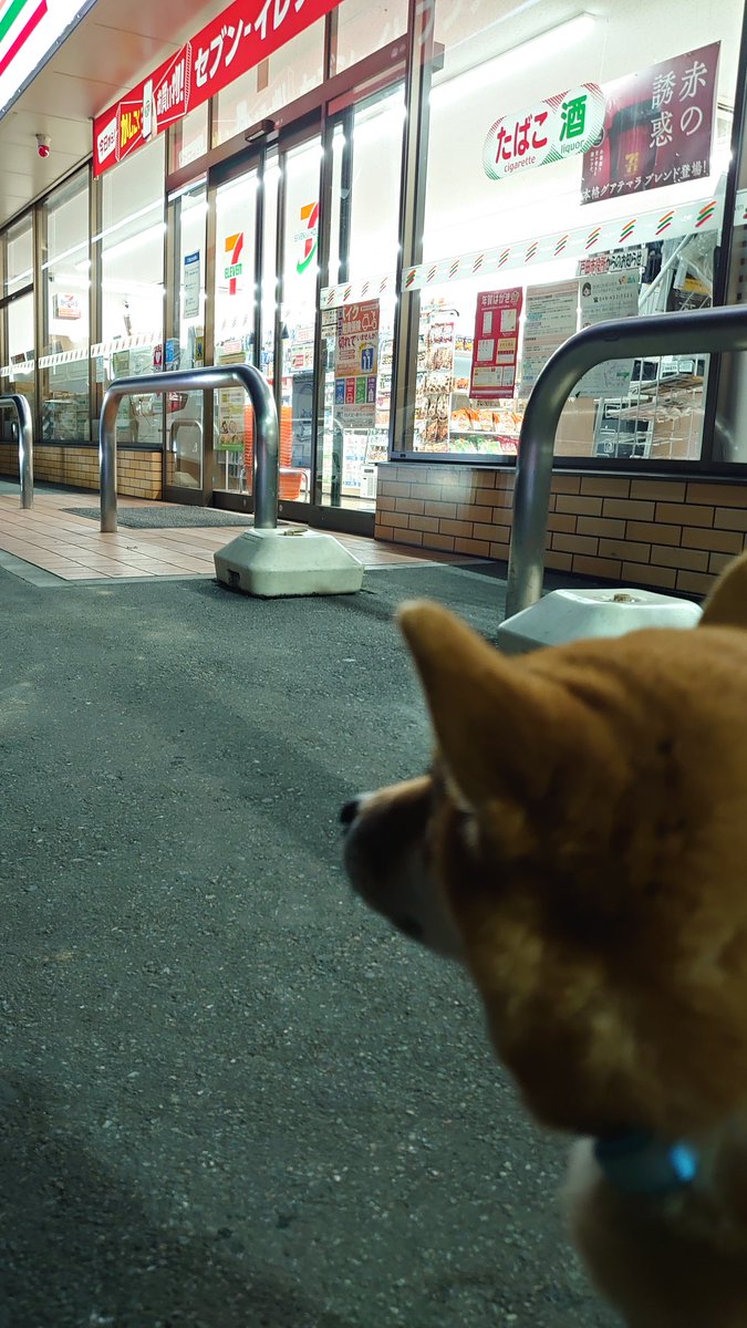 柴犬 あやめ 今日は散歩の途中また寄り道したワン 美味しそうな匂いしたワン あやめ 犬 犬のいる生活 柴犬 犬好きな人と繋がりたい 散歩 寄り道