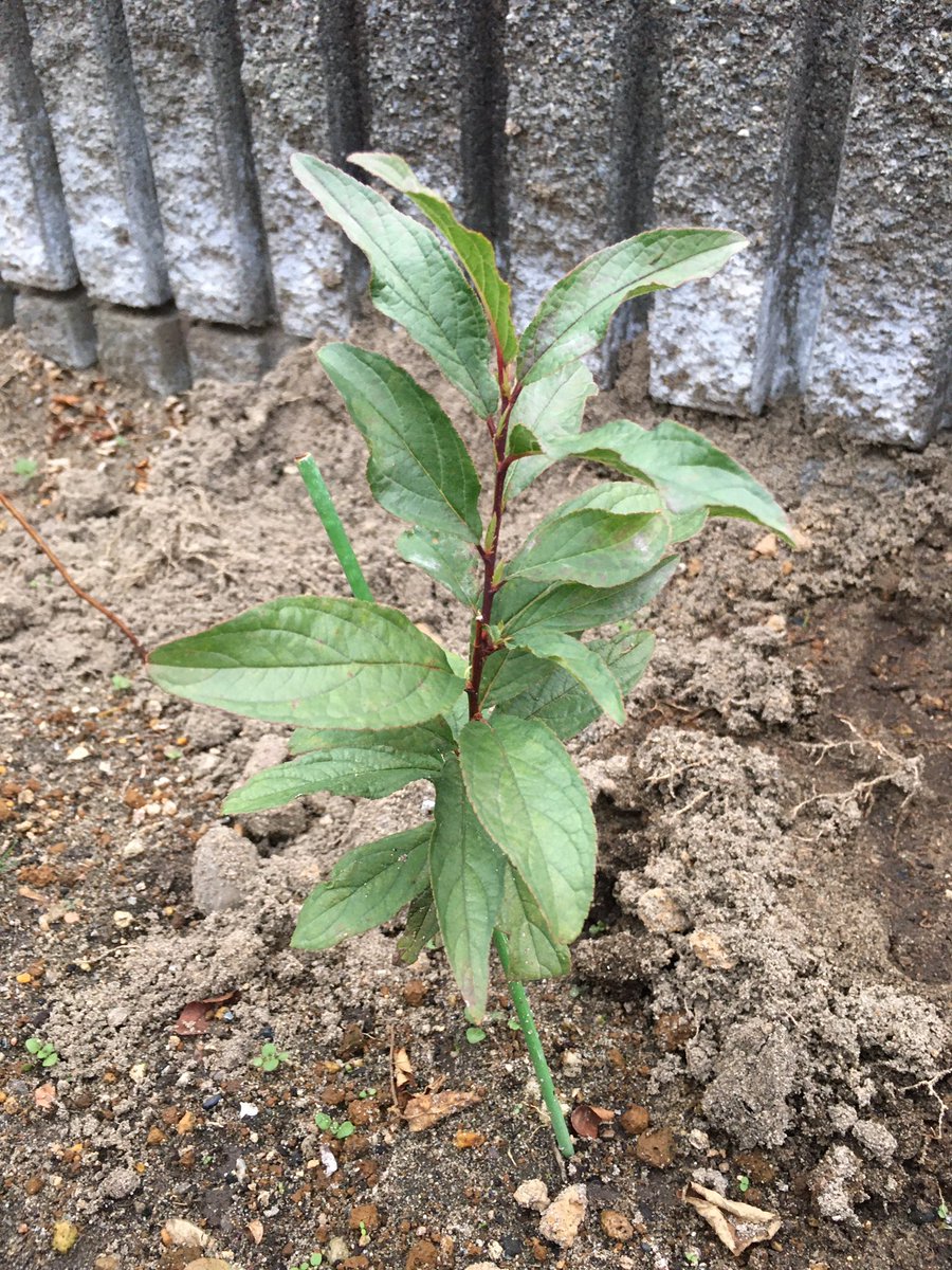 ট ইট র ミスターリンカーン হ য শট য গ