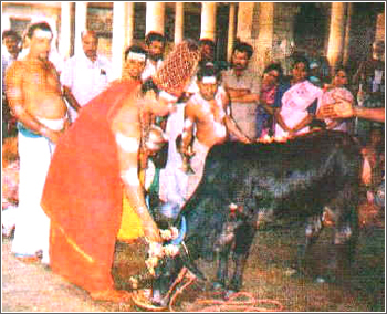 However, there is something unique to this temple. The Uchi kaala (noon) pooja. It is believed that Devi comes to worship Shiva. The priest of the temple dresses himself as Devi Akhilandeswari and conducts the pooja. After the pooja, a black cow (kaaram pasu) is fed.