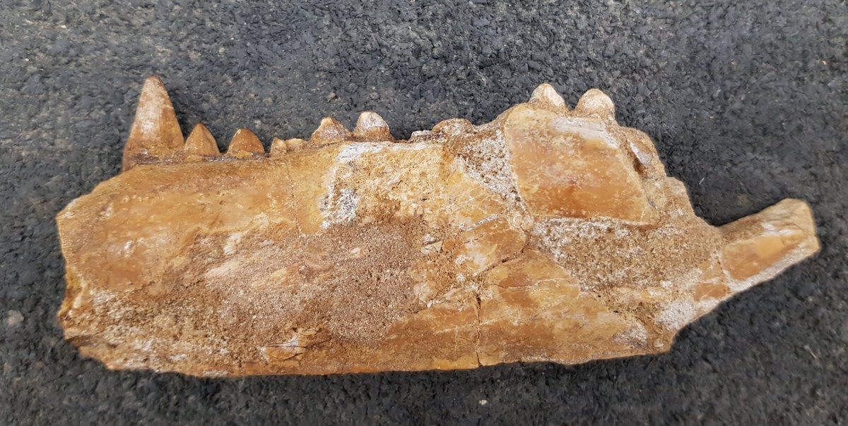 A friend of mine has this crocodilian dentary from the Kem Kem. But it has serrated teeth, which is unusual for a crocodilian. I haven't yet been able to identify what genus this is.