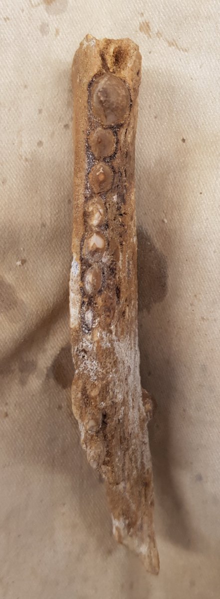 A friend of mine has this crocodilian dentary from the Kem Kem. But it has serrated teeth, which is unusual for a crocodilian. I haven't yet been able to identify what genus this is.