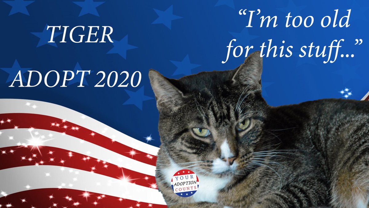 petsalive's tweet photo. #SeniorSunday brought to you by Tiger, and his thoughts on the quickly approaching election!

Email adoptions@petsalive.org for more info on Tiger! #ADOPT2020 https://t.co/ttz9sd3u5k