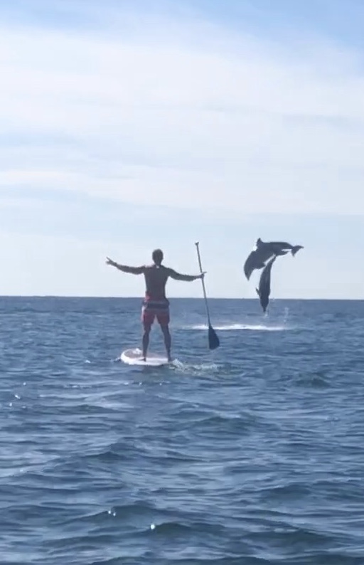 nwfdailynews's tweet image. Matt Long has an unforgettable moment while out paddleboarding near Dune Allen Beach in Walton County. Send your photos to ntomecek@nwfdailynews.com. Include your name, city of residence and information about the photo.