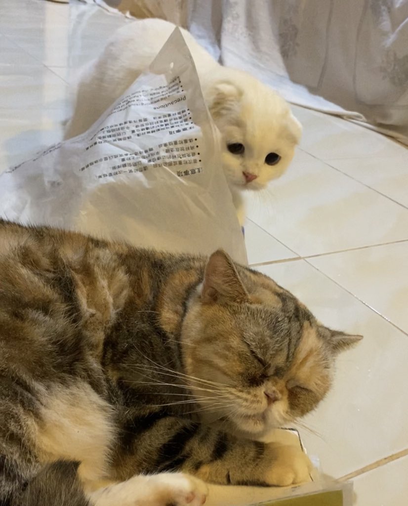 ૮꒰˵• ﻌ •˵꒱ა tweet media