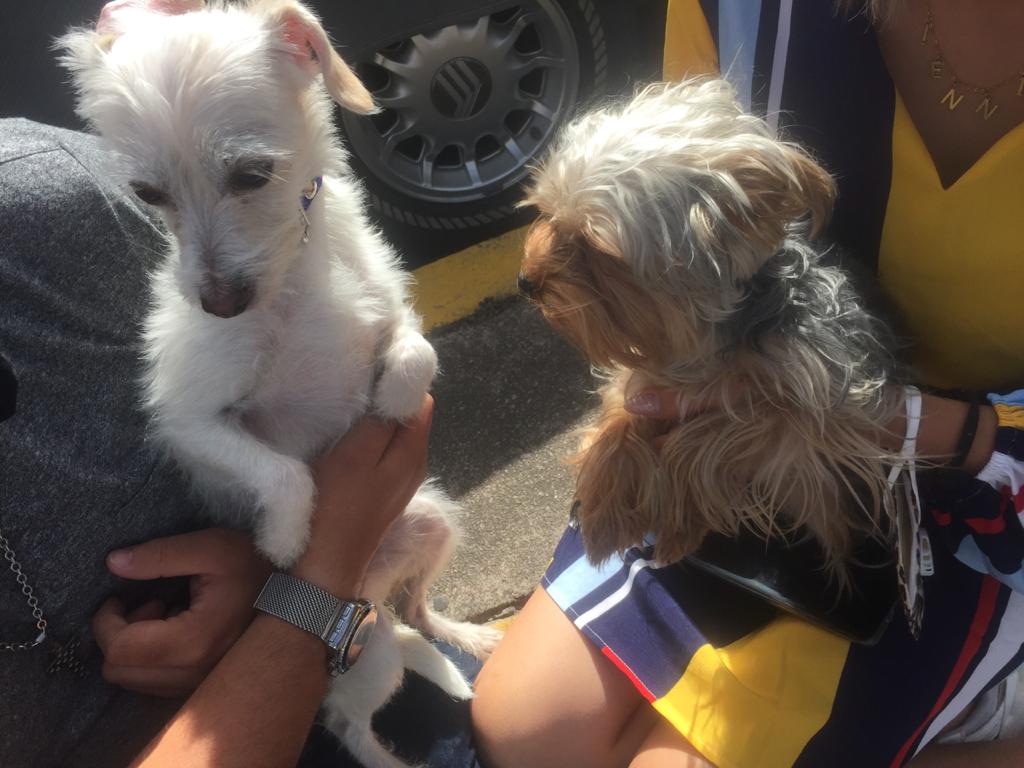 🆘 Se encontraron estás 2 perritas 

Se acaban de encontrar estas dos perritas, traen collar con datos pero no contestan, responden a los nombres de Nelly y chuwi !!

Esto en #Xochimilco 

Por favor ayúdenos a difundir 🙏
