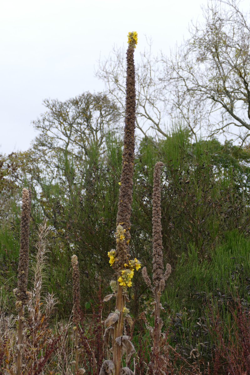 And these two just keep going 😊 for #wildflowerhour the pretty #scabious and impressive #mullein 🌿 best wishes from #Perthshire #Scotland hope you are all well #keepsafeeveryone @BSBIbotany @PlantlifeScot