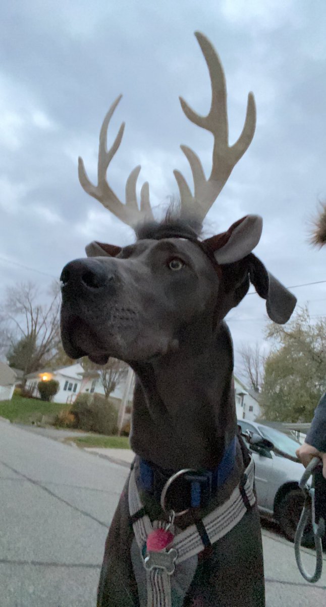 InversionFreed's tweet image. Reindeer are better than people