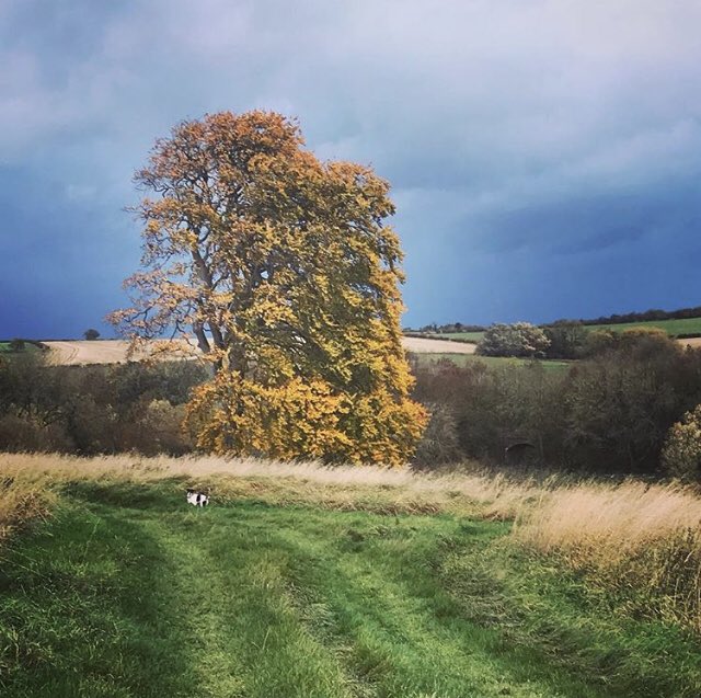 Fiddle Drill tweet media