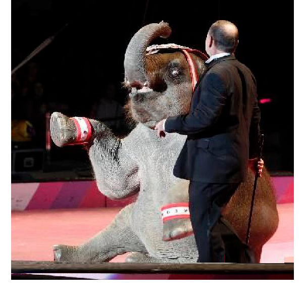 Unknown__2b's tweet photo. Welcome to the #Circus 
the place where even puppies
are scared and abused to make
the brainless paying and ignorant
public laugh. #DontBuyAticket 
#OpCloseTheCircus #NoMoreCaptivity 
#unknown #Anonymous https://t.co/bFZFDooxC1