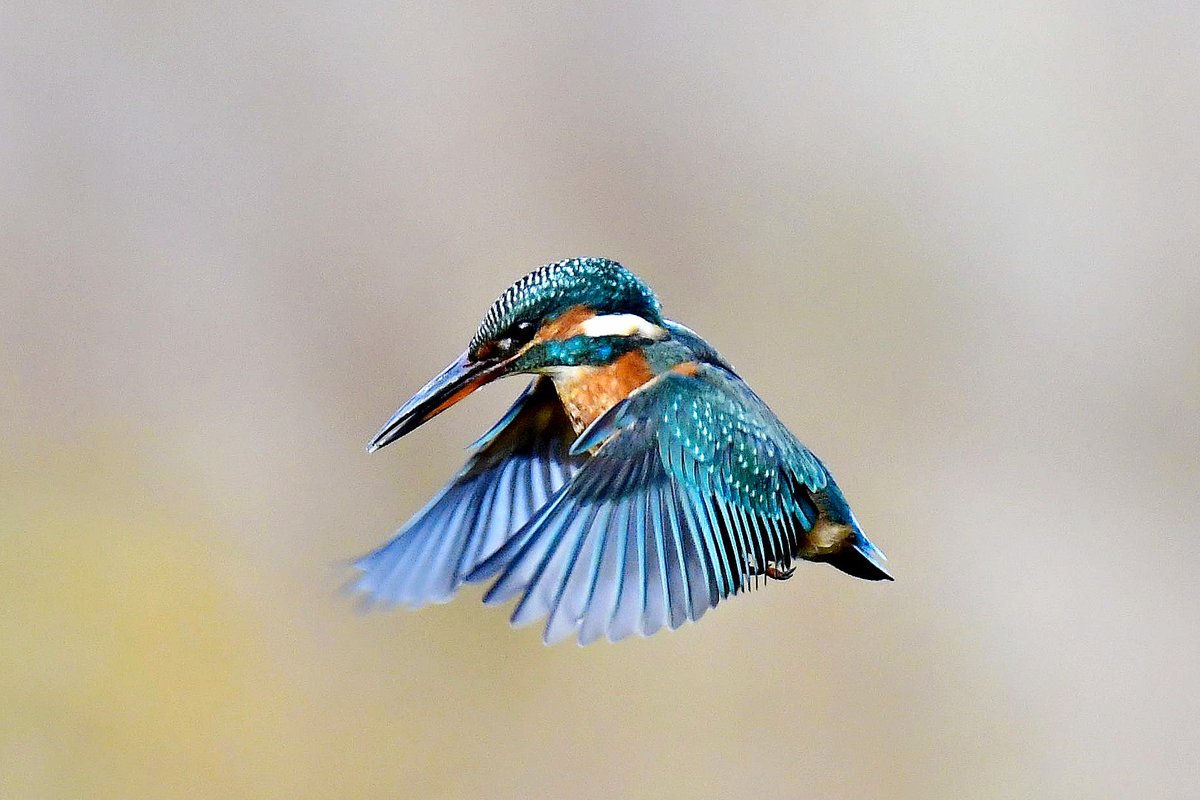 This is my last photo of my trip out today and l feel very blessed to get this photo on that note l will bid you ALL a Goodnight God Bless #TwitterNatureCommunity #Autumnwatch #beautiful #photooftheday @BBCSpringwatch #ThePhotoHour #November1st #earthcapture