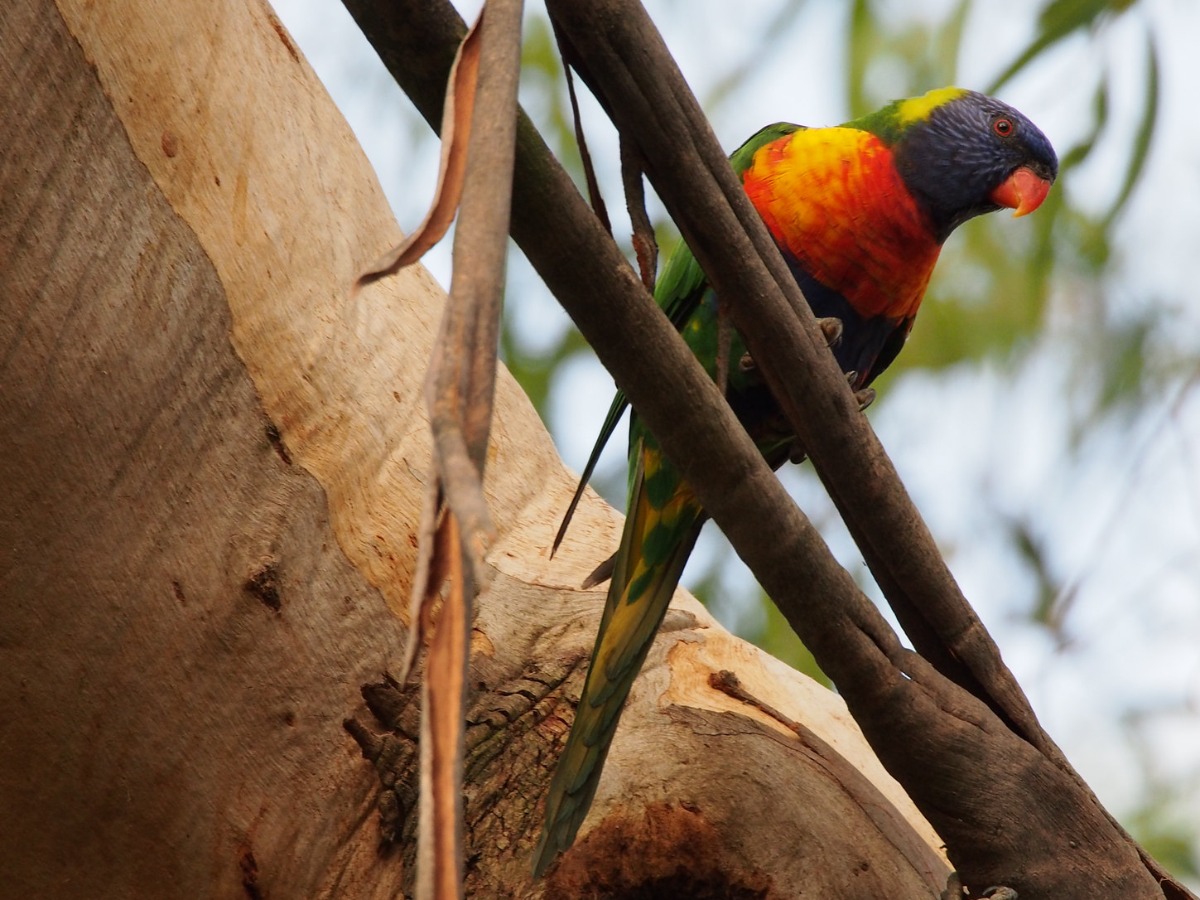 It’s the very first day of our @VicHealth @WalkToSchoolVic photo competition! This week’s theme is Something living! 🌳🦆🌻🐛 Photograph something living on your walk to school and share on Instagram - tag @ourpeninsula. mornpen.vic.gov.au/walktoschool