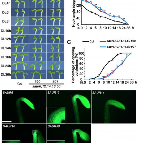 plantae_org's tweet image. The Plant Cell:  Differential Regulation of Arabidopsis PP2C-D1 by SAUR17 and SAUR50 in Apical Hook Development and Cotyledon Opening #Photomorphogenesis #CellWalls #LeafDevelopment #PlantSci @jiajun23561 @163 @2035009156 buff.ly/3dTkczd