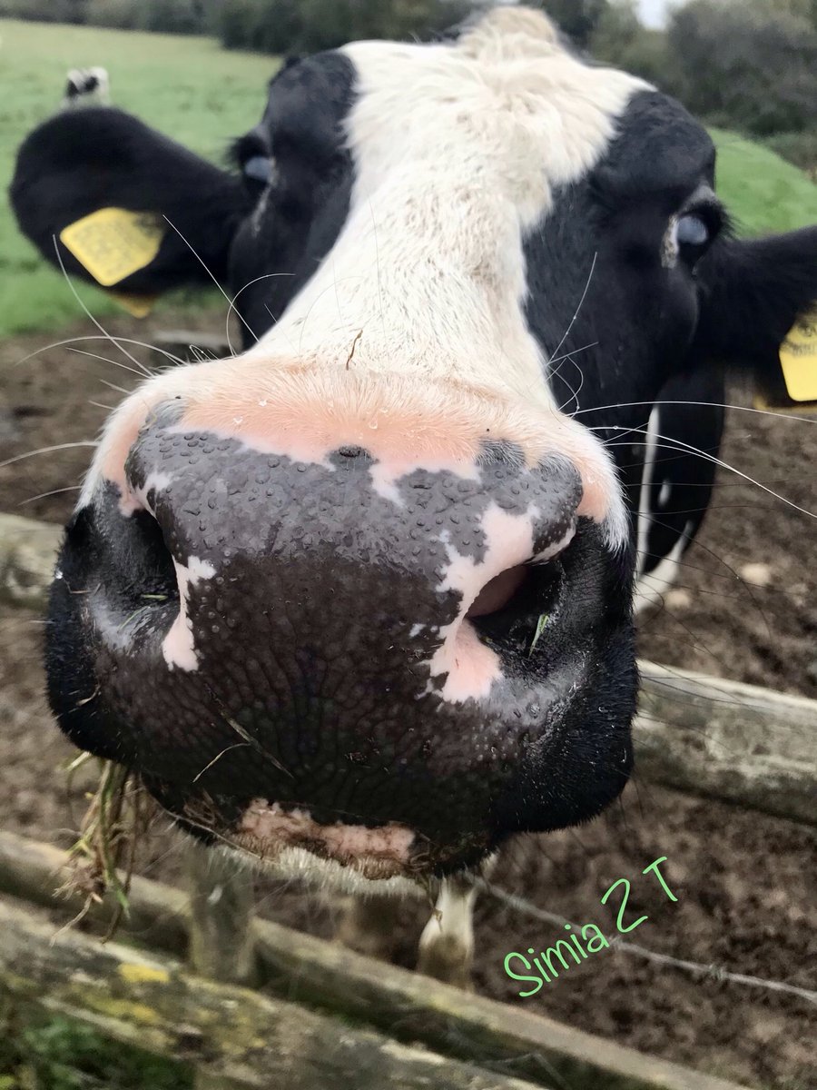 simialaw's tweet image. "Is that Chanel you are wearing?"